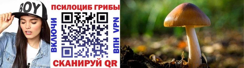 Псилоцибиновые грибы Psilocybe Купить закладки Нарьян-Мар